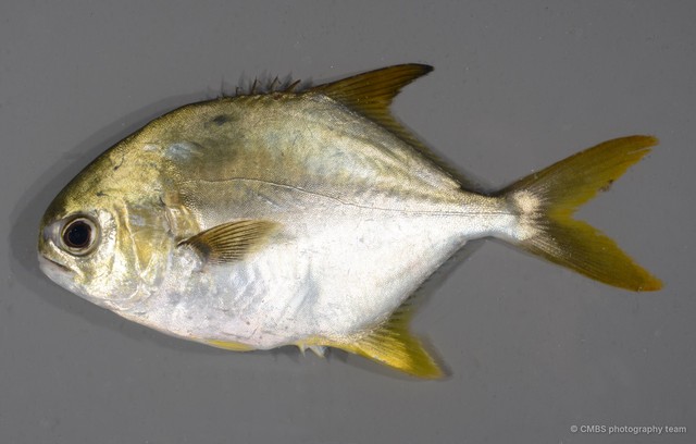 Trachinotus blochii • © CMBS photography team • All Rights Reserved