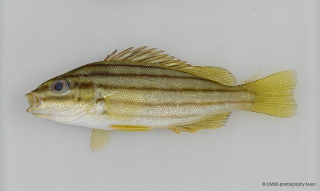 Helotes sexlineatus • © CMBS photography team • All Rights Reserved