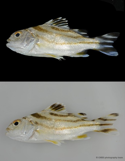 Terapon jarbua
