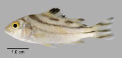 Terapon jarbua