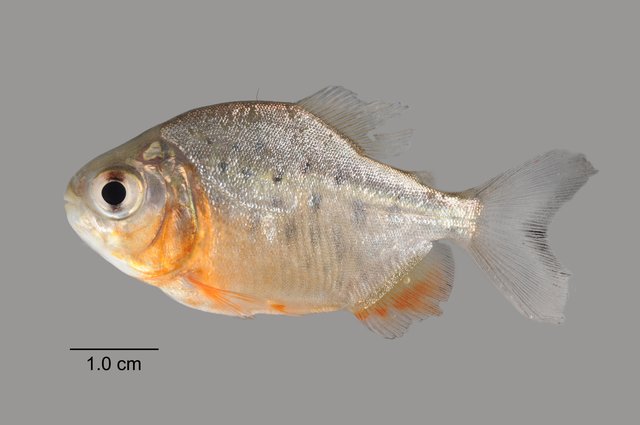 Piaractus brachypomus • © Yi Youguang • All Rights Reserved