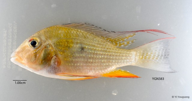 Acarichthys heckelii • © Yi Youguang • All Rights Reserved
