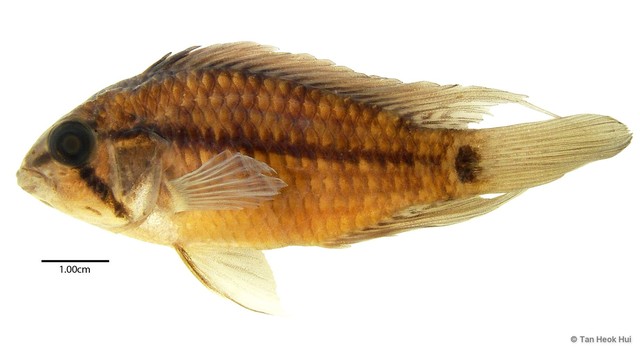 Apistogramma borellii • © Tan Heok Hui • All Rights Reserved