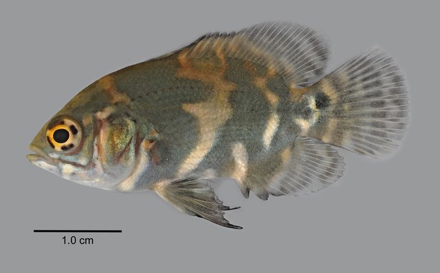 Astronotus ocellatus • © Yi Youguang • All Rights Reserved