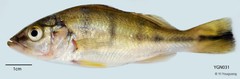 Cichla orinocensis