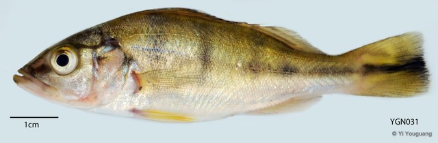 Cichla orinocensis • © Yi Youguang • All Rights Reserved