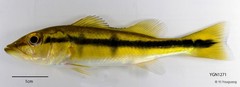 Cichla temensis