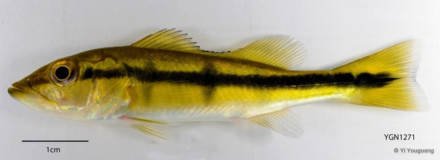 Cichla temensis • © Yi Youguang • All Rights Reserved