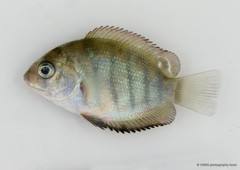 Etroplus suratensis