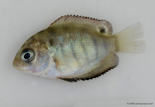 Etroplus suratensis