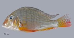 Geophagus altifrons