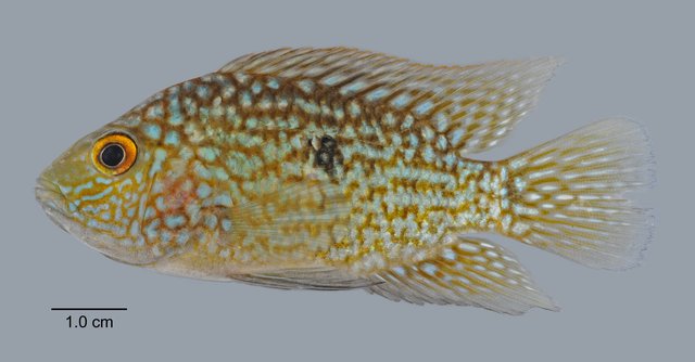 Herichthys carpintis • © Yi Youguang • All Rights Reserved