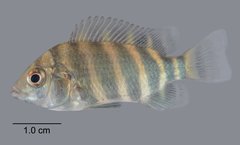 Heterotilapia buttikoferi