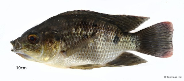 Oreochromis mossambicus • © Tan Heok Hui • All Rights Reserved