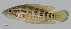 Parachromis managuensis