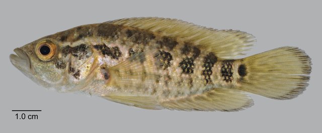 Parachromis managuensis • © Yi Youguang • All Rights Reserved
