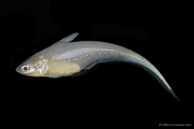 Coilia dussumieri