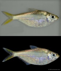 Pellona sp. "JS-1780"
