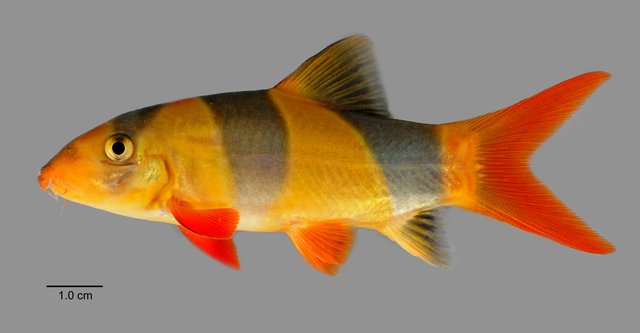 Chromobotia macracanthus • © Yi Youguang • All Rights Reserved