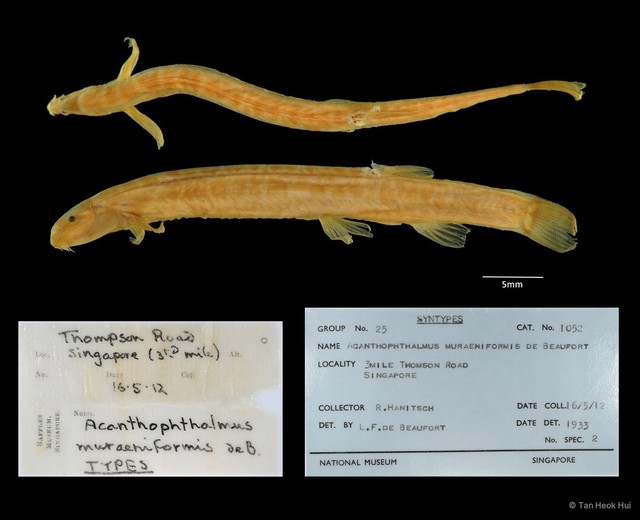 Pangio muraeniformis