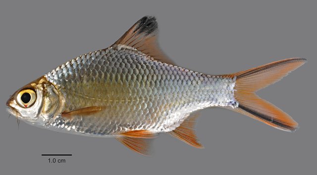 Barbonymus schwanefeldii • © Yi Youguang • All Rights Reserved