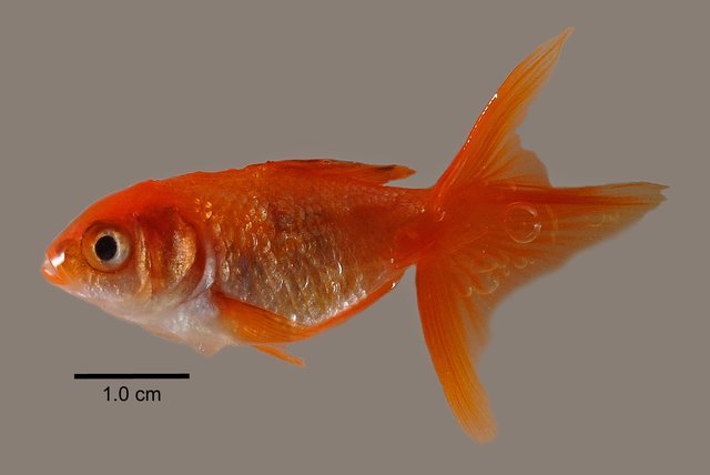 Carassius auratus • © Yi Youguang • All Rights Reserved