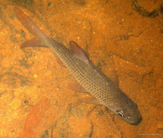 Cyclocheilichthys apogon • © Kelvin Lim Kok Peng • All Rights Reserved