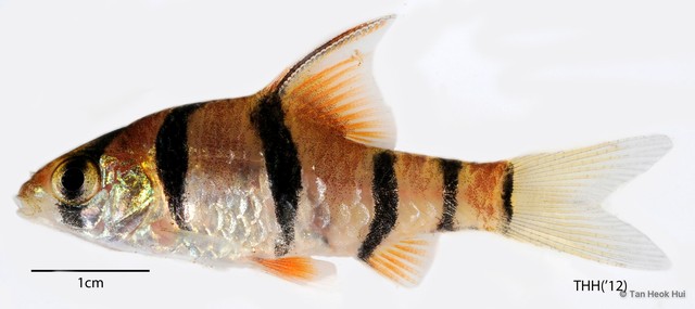 Desmopuntius hexazona • © Tan Heok Hui • All Rights Reserved