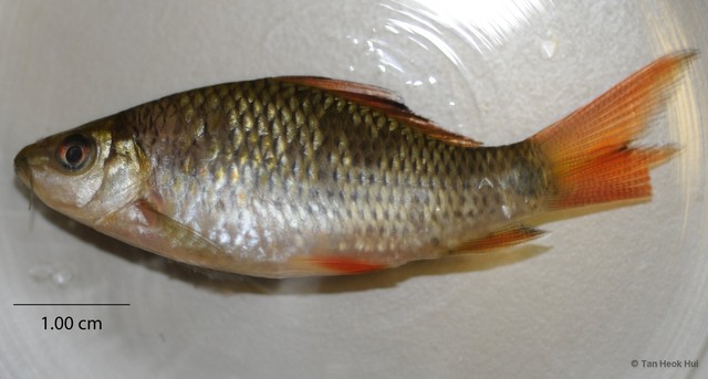 Osteochilus vittatus • © Tan Heok Hui • All Rights Reserved
