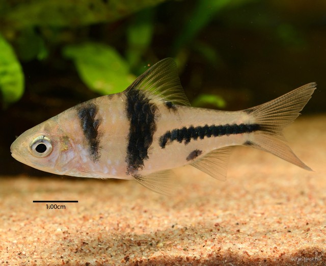 Striuntius lateristriga • © Tan Heok Hui • All Rights Reserved