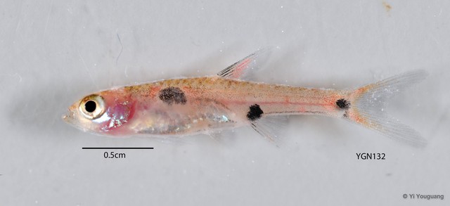 Boraras maculatus • © Yi Youguang • All Rights Reserved