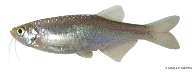 Danio albolineatus • © Kelvin Lim Kok Peng • All Rights Reserved