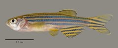 Danio rerio (Hamilton, 1822)