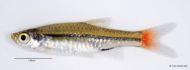 Rasbora borapetensis • © Tan Heok Hui • All Rights Reserved