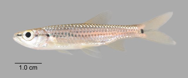 Rasbora cephalotaenia • © Yi Youguang • All Rights Reserved