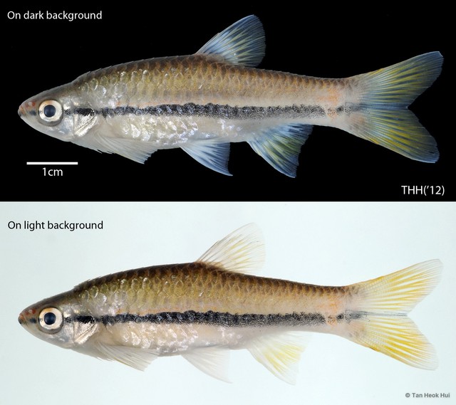 Rasbora einthovenii • © Tan Heok Hui • All Rights Reserved