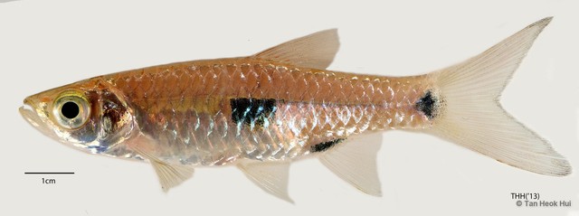 Rasbora elegans • © Tan Heok Hui • All Rights Reserved