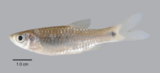 Rasbora paucisqualis • © Yi Youguang • All Rights Reserved