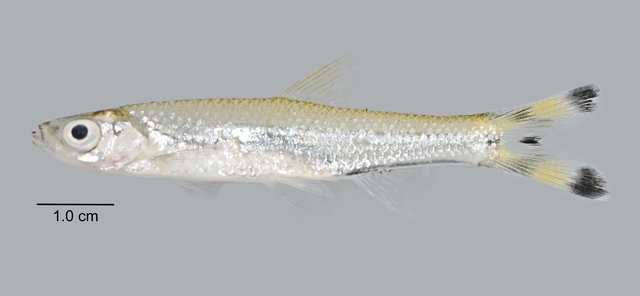 Rasbora trilineata • © Yi Youguang • All Rights Reserved