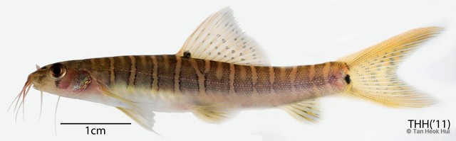 Nemacheilus selangoricus • © Tan Heok Hui • All Rights Reserved
