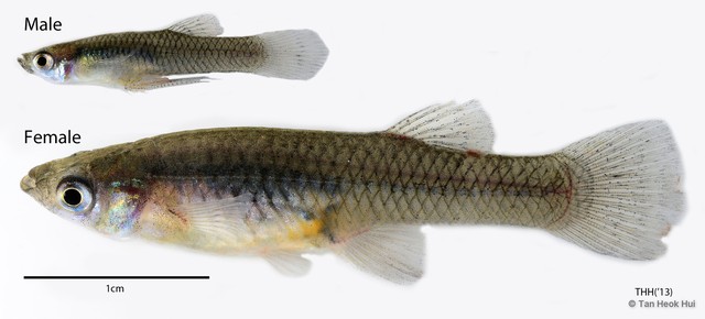 Gambusia affinis • © Tan Heok Hui • All Rights Reserved