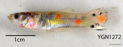 Poecilia reticulata Peters, 1859