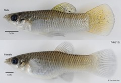 Poecilia sphenops