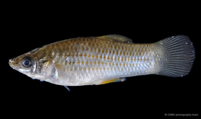 Poecilia sphenops