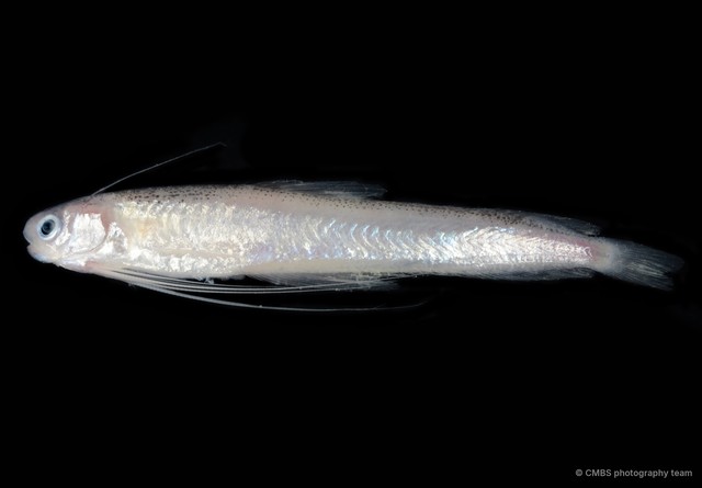 Bregmaceros sp. "cf. neonectabanus" • © CMBS photography team • All Rights Reserved
