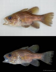 Apogonichthyoides timorensis • © CMBS photography team • All Rights Reserved