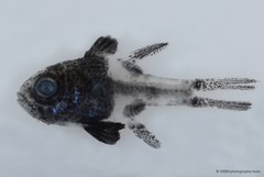 Apogonichthyoides timorensis • © CMBS photography team • All Rights Reserved