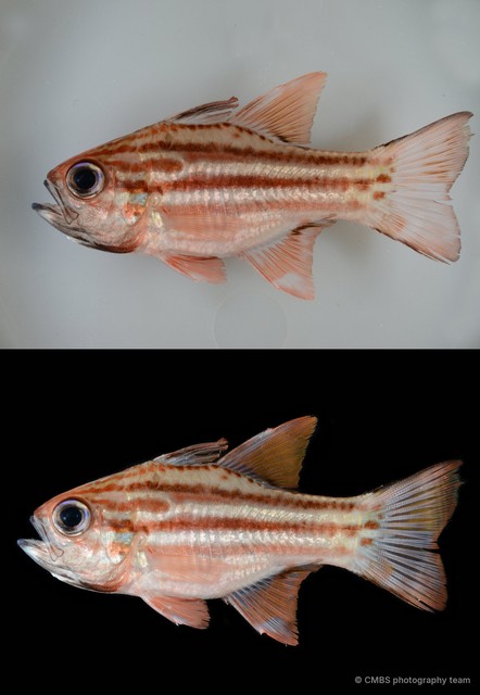 Ostorhinchus sp. "cf. compressus" • © CMBS photography team • All Rights Reserved
