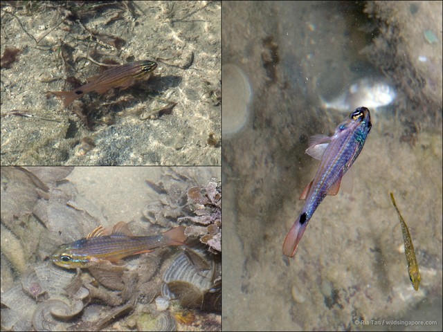 Ostorhinchus endekataenia
