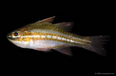 Ostorhinchus margaritophorus • © CMBS photography team • All Rights Reserved